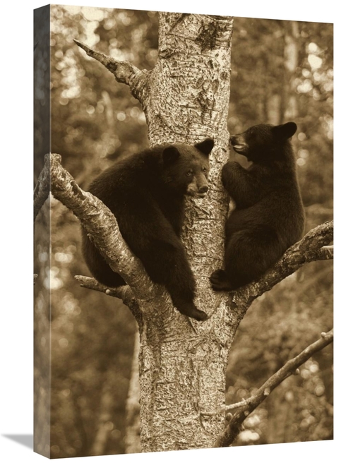Global Gallery GCS-395392-1624-142 16 x 24 in. Black Bear Two Cubs in 