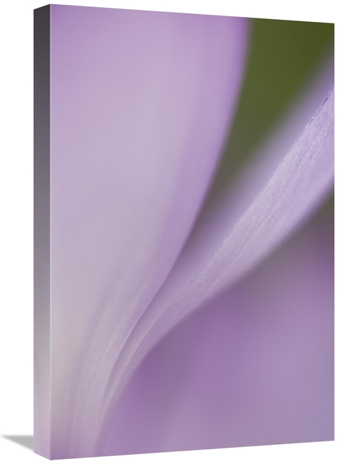 Global Gallery GCS-397862-1624-142 16 x 24 in. Spring Crocus Detail&#4