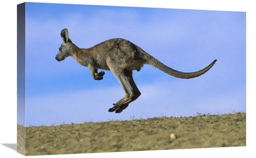 Global Gallery GCS-395902-1624-142 16 x 24 in. Wallaroo or Euro Kangar