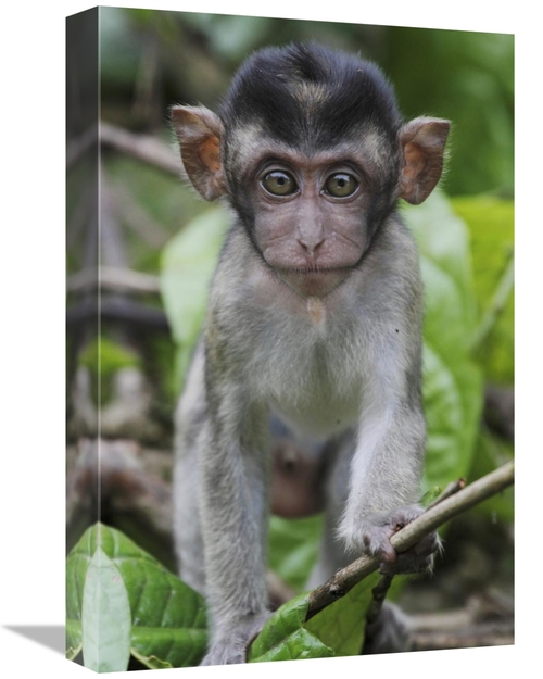 Global Gallery GCS-397702-1218-142 12 x 18 in. Long-Tailed Macaque Bab