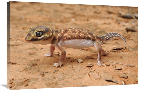 Global Gallery GCS-397569-2436-142 24 x 36 in. Knob-Tailed Gecko in De