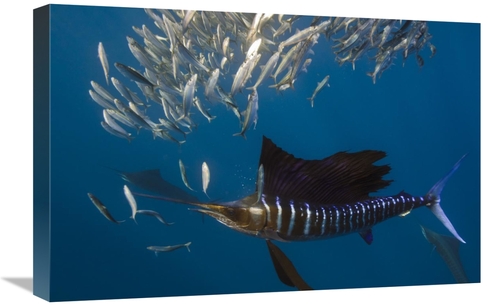 Global Gallery GCS-397926-1624-142 16 x 24 in. Atlantic Sailfish Hunti