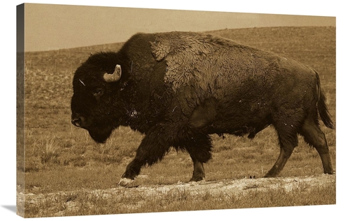 Global Gallery GCS-453716-2436-142 24 x 36 in. American Bison Male&#44