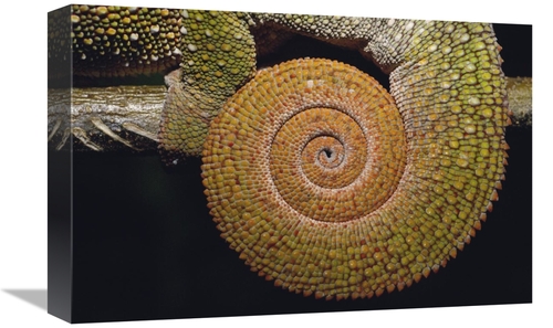 Global Gallery GCS-453261-1218-142 12 x 18 in. Panther Chameleon with 