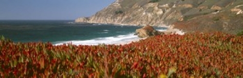 Flowers on the coast  Big Sur  California  USA Poster Print by  - 36 x