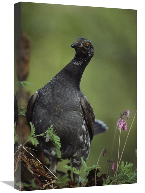 Global Gallery GCS-395971-1624-142 16 x 24 in. Blue Grouse, North 