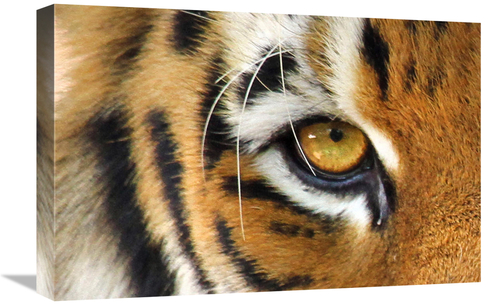 Global Gallery GCS-486631-22-142 22 in. Tiger Eye Art Print - Vic Sche