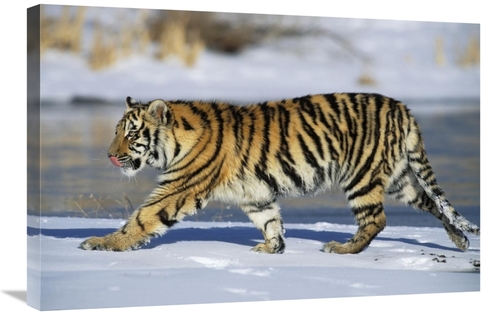 Global Gallery GCS-452722-2030-142 20 x 30 in. Siberian Tiger Cub Walk