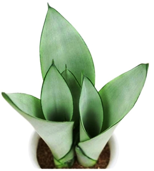 Artificial Sansevieria Green Dwarf Moonshine Snake Plant