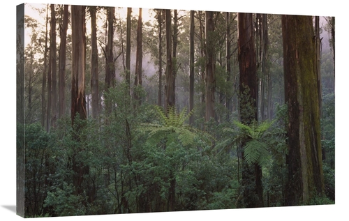 Global Gallery GCS-452566-2436-142 24 x 36 in. Mountain-Ash Forest,