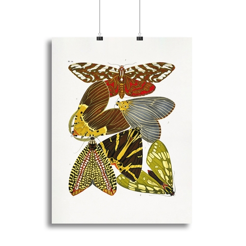 Butterflies Part 14 Canvas Print or Poster