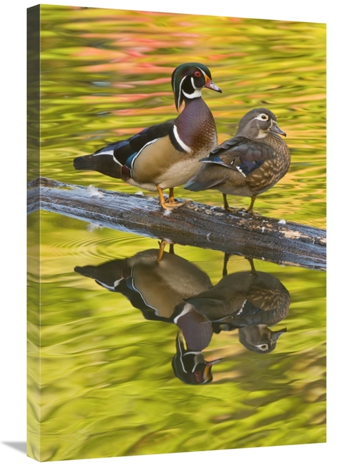 Global Gallery GCS-397337-2030-142 20 x 30 in. Wood Duck Pair, Nor