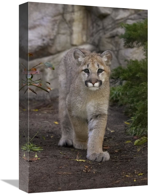 Global Gallery GCS-450898-1218-142 12 x 18 in. Mountain Lion Cub Walki