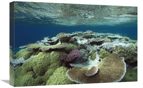 Global Gallery GCS-451022-1624-142 16 x 24 in. Great Barrier Reef Near