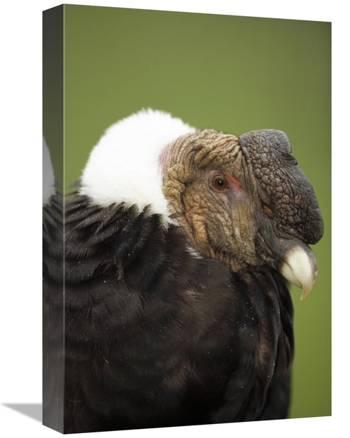 Global Gallery GCS-451356-1218-142 12 x 18 in. Andean Condor Adult Mal