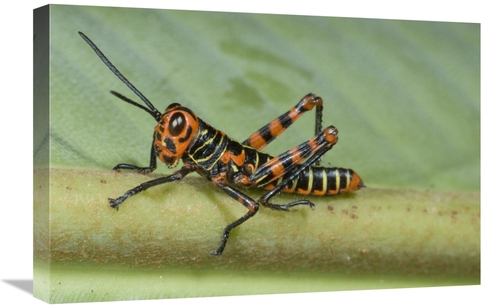 Global Gallery GCS-397298-1624-142 16 x 24 in. Lubber Grasshopper Juve