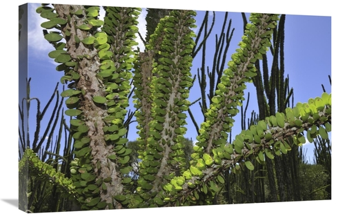 Global Gallery GCS-397654-2030-142 20 x 30 in. Madagascan Ocotillo&#44