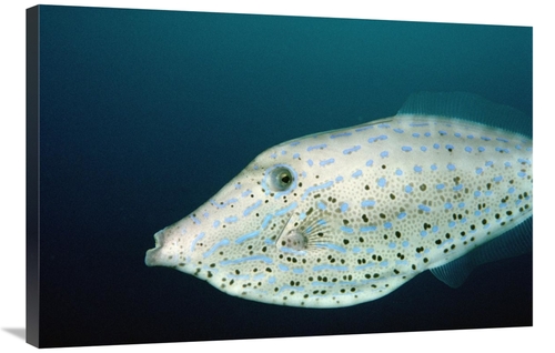 Global Gallery GCS-450781-2436-142 24 x 36 in. Scrawled Filefish Portr