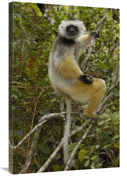 Global Gallery GCS-453035-2436-142 24 x 36 in. Diademed Sifaka, Ma