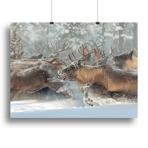 Reindeers III Canvas Print or Poster