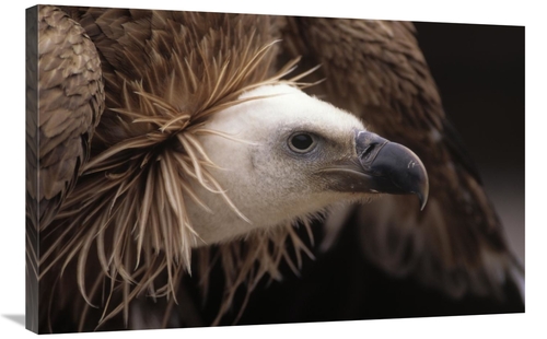 Global Gallery GCS-453589-2436-142 24 x 36 in. Griffon Vulture Adult P