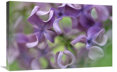 Global Gallery GCS-398266-2030-142 20 x 30 in. Lilac Flower, Close