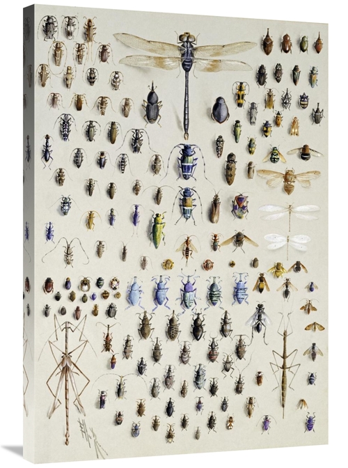 Global Gallery GCS-268489-36-142 36 in. One Hundred & Fifty Insects Ar