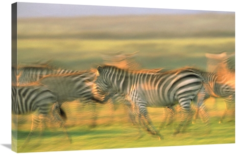 Global Gallery GCS-396080-2436-142 24 x 36 in. Burchells Zebra Group R