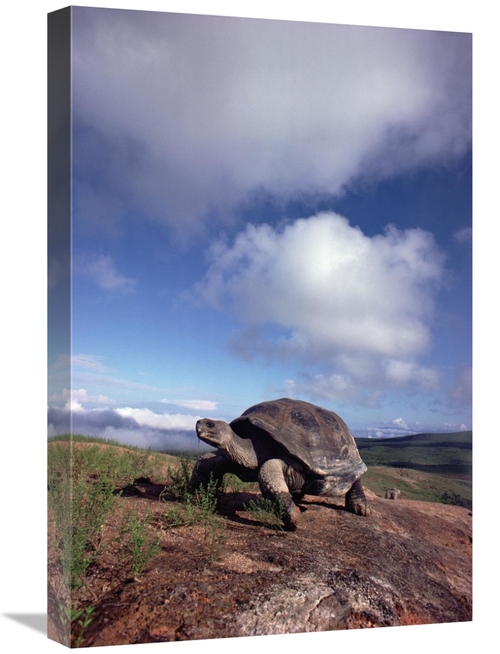 Global Gallery GCS-395659-1624-142 16 x 24 in. Galapagos Tortoise on C