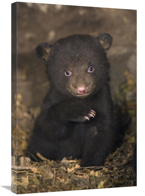 Global Gallery GCS-395802-2030-142 20 x 30 in. Black Bear 7 Week Old C