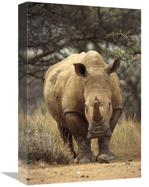 Global Gallery GCS-395759-1218-142 12 x 18 in. White Rhinoceros Female