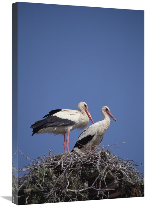 Global Gallery GCS-452383-2030-142 20 x 30 in. White Stork Couple At N