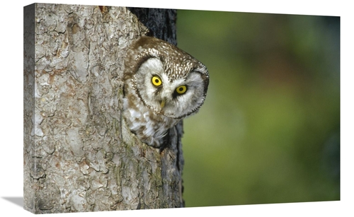 Global Gallery GCS-452486-1624-142 16 x 24 in. Boreal Owl Peaking Thro