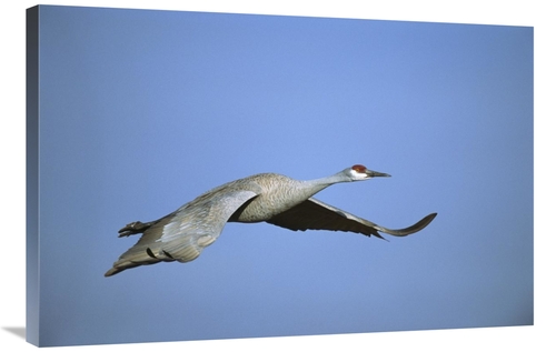 Global Gallery GCS-453285-2436-142 24 x 36 in. Sandhill Crane Flying&#