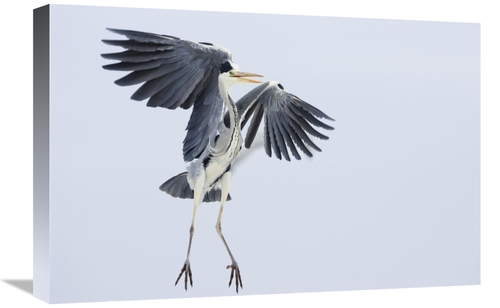 Global Gallery GCS-452607-1624-142 16 x 24 in. Grey Heron Landing,