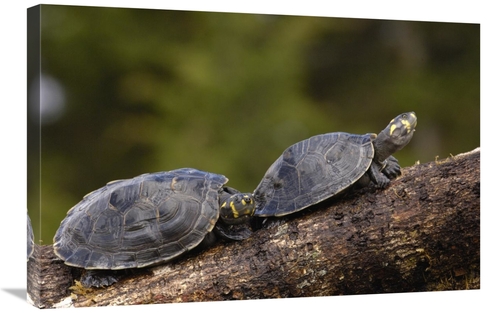 Global Gallery GCS-453107-2030-142 20 x 30 in. Yellow-Spotted Amazon R