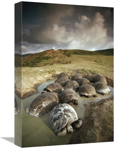 Global Gallery GCS-451055-1218-142 12 x 18 in. Galapagos Giant Tortois