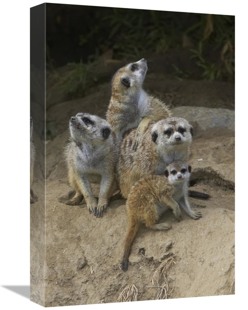 Global Gallery GCS-450856-1218-142 12 x 18 in. Meerkat Group Huddling 