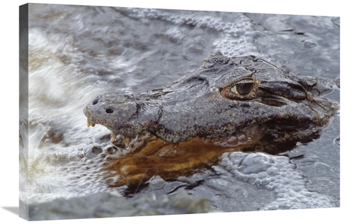 Global Gallery GCS-451490-2030-142 20 x 30 in. Jacare Caiman Fishing w