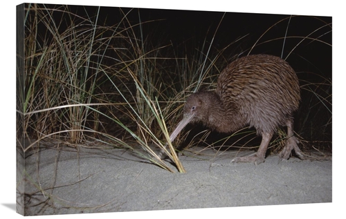 Global Gallery GCS-451240-2436-142 24 x 36 in. Stewart Island Brown Ki