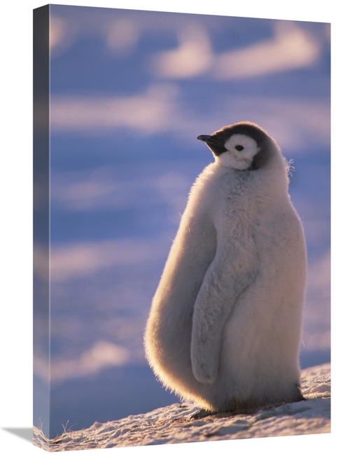 Global Gallery GCS-451127-1624-142 16 x 24 in. Emperor Penguin Chick&#