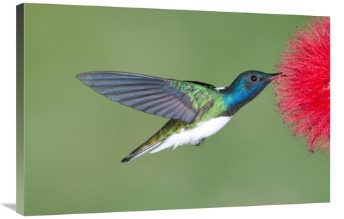 Global Gallery GCS-397415-2436-142 24 x 36 in. White-Necked Jacobin Hu
