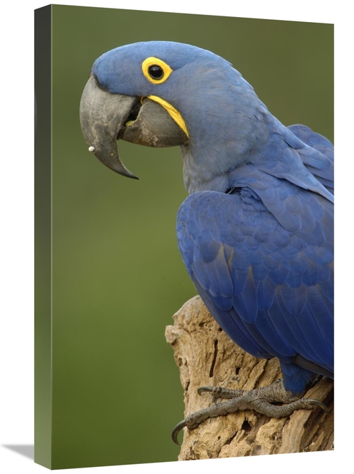 Global Gallery GCS-397922-1624-142 16 x 24 in. Hyacinth Macaw Portrait