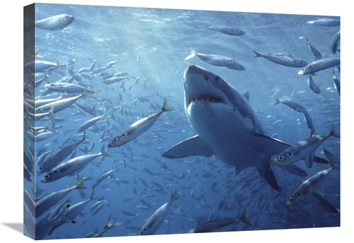 18 x 24 in. Great White Shark with Schooling Fish, Neptune Islands
