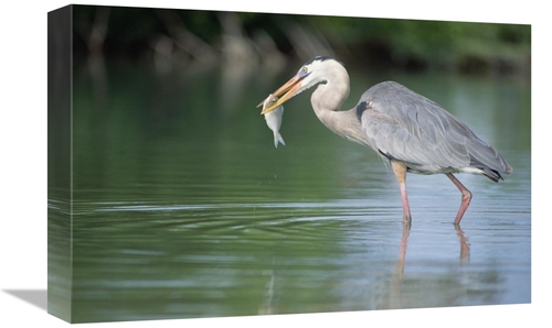 Global Gallery GCS-451150-1218-142 12 x 18 in. Great Blue Heron Fishin