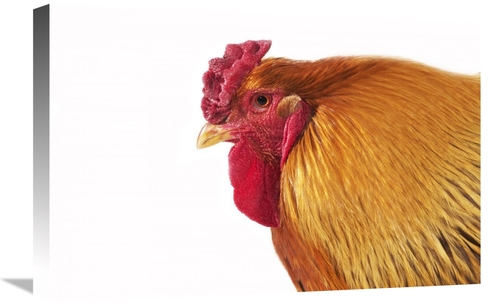 Global Gallery GCS-397525-1624-142 16 x 24 in. Domestic Chicken, P