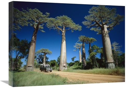 Global Gallery GCS-452653-1824-142 18 x 24 in. Grandidiers Baobab Tree