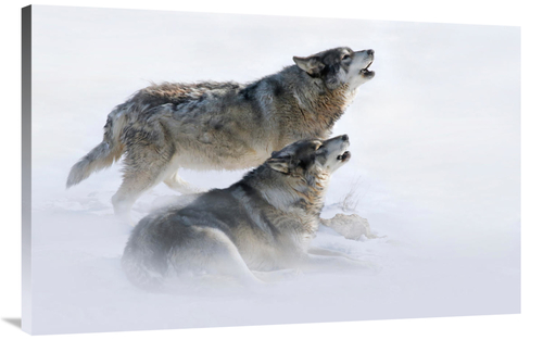 Global Gallery GCS-486648-44-142 44 in. Brothers Howling Art Print - V