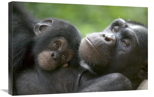 Global Gallery GCS-398102-2030-142 20 x 30 in. Chimpanzee Adult Female