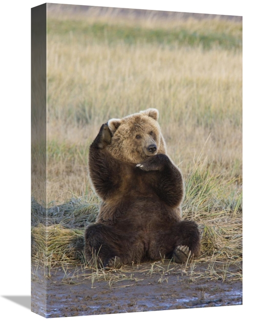 Global Gallery GCS-395426-1218-142 12 x 18 in. Grizzly Bear Scratching